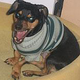 Image for article titled Which Mutt Deserves The Makeover?